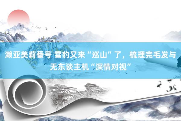 濑亚美莉番号 雪豹又来“巡山”了,梳理完毛发与无东谈主机“深情对视”